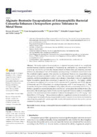 Alginate-Bentonite Encapsulation of Extremophillic Bacterial Consortia Enhances Chenopodium quinoa Tolerance to Metal Stress