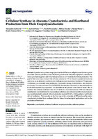 Cellulose Synthase in Atacama Cyanobacteria and Bioethanol Production from Their Exopolysaccharides