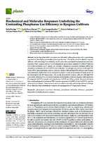  Biochemical and Molecular Responses Underlying the Contrasting Phosphorus Use Efficiency in Ryegrass Cultivars 