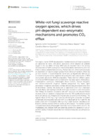 White-rot fungi scavenge reactive oxygen species, which drives pH-dependent exo-enzymatic mechanisms and promotes CO2 efflux