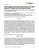 Intercropping wheat with ancestral non-mycorrhizal crops in a volcanic soil at early growth stage
