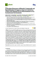 Antioxidant Responses of Phenolic Compounds and Immobilization of Copper in Imperata cylindrica, a Plant with Potential Use for Bioremediation of Cu Contaminated Environments (version publicada)
