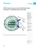 Small molecule anion carriers facilitate lactate transport in model liposomes and cells