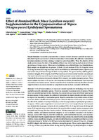 Effect of Atomized Black Maca (Lepidium meyenii) Supplementation in the Cryopreservation of Alpaca (Vicugna pacos) Epididymal Spermatozoa
