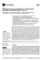 Endophytic Seed-Associated Bacteria as Plant Growth Promoters of Cuban Rice (Oryza sativa L.)