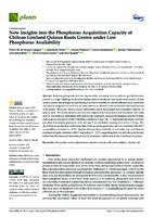 New Insights into the Phosphorus Acquisition Capacity of Chilean Lowland Quinoa Roots Grown under Low Phosphorus Availability